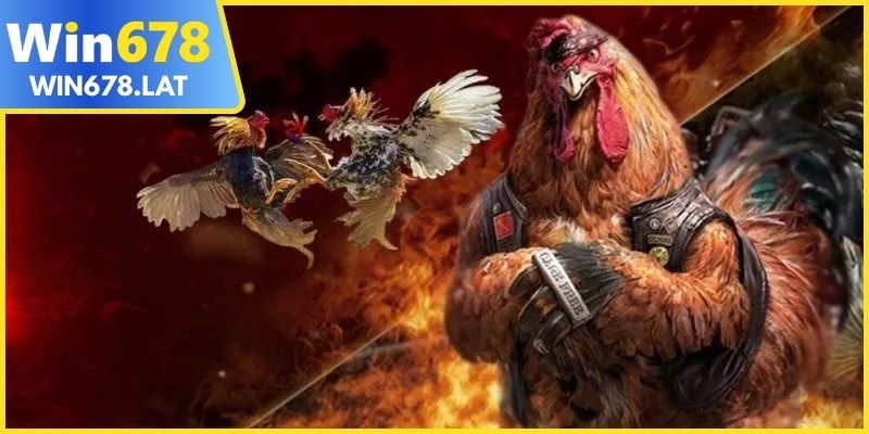 Đá gà WIN678 – Hình ảnh rõ nét và cập nhật kèo liên tục