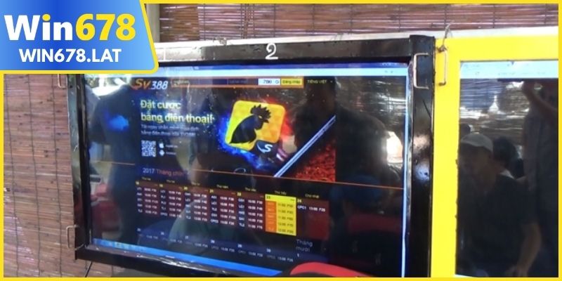 Đá gà cựa sắt tốc độ cao chiến trường nảy lửa cực bùng nổ 