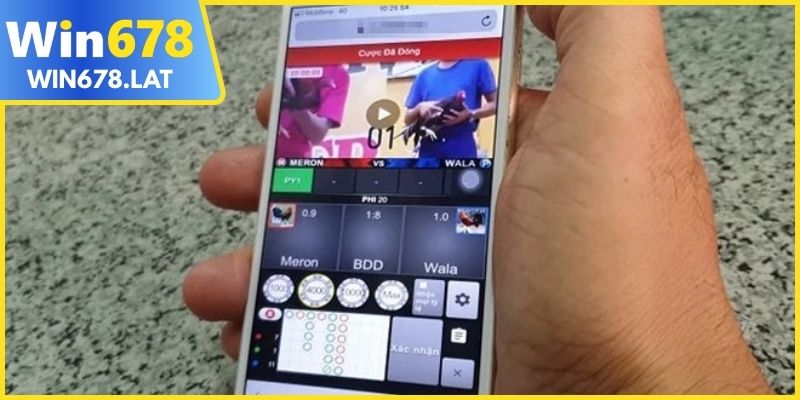 Xem đá gà cựa sắt hôm nay trực tuyến tiện lợi và mãn nhãn