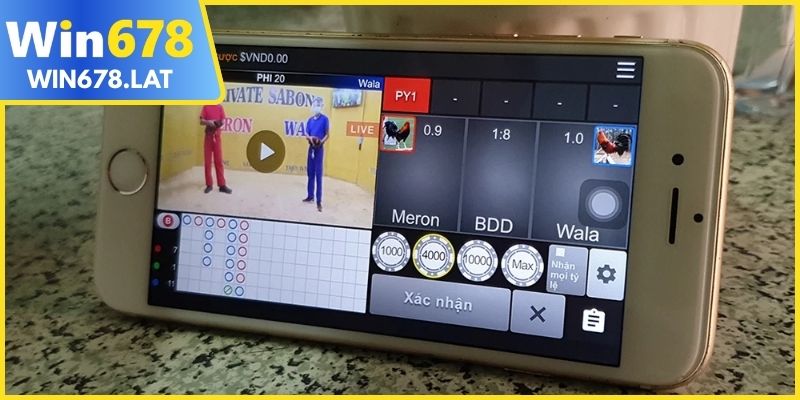 Đá gà trực tuyến kịch tính và tốc độ cao