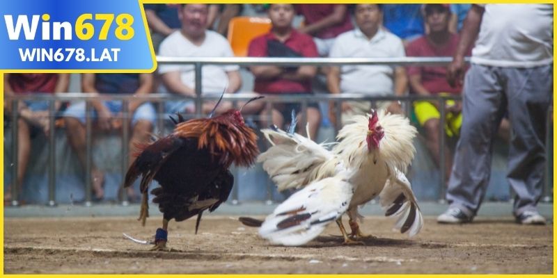 Đá gà trực tiếp tiện lợi và bảo mật hiện đại 